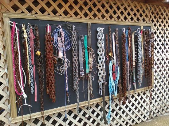 Villalobos Pitbull Rescue Center