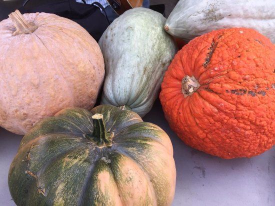 Hollygrove Market and Farm